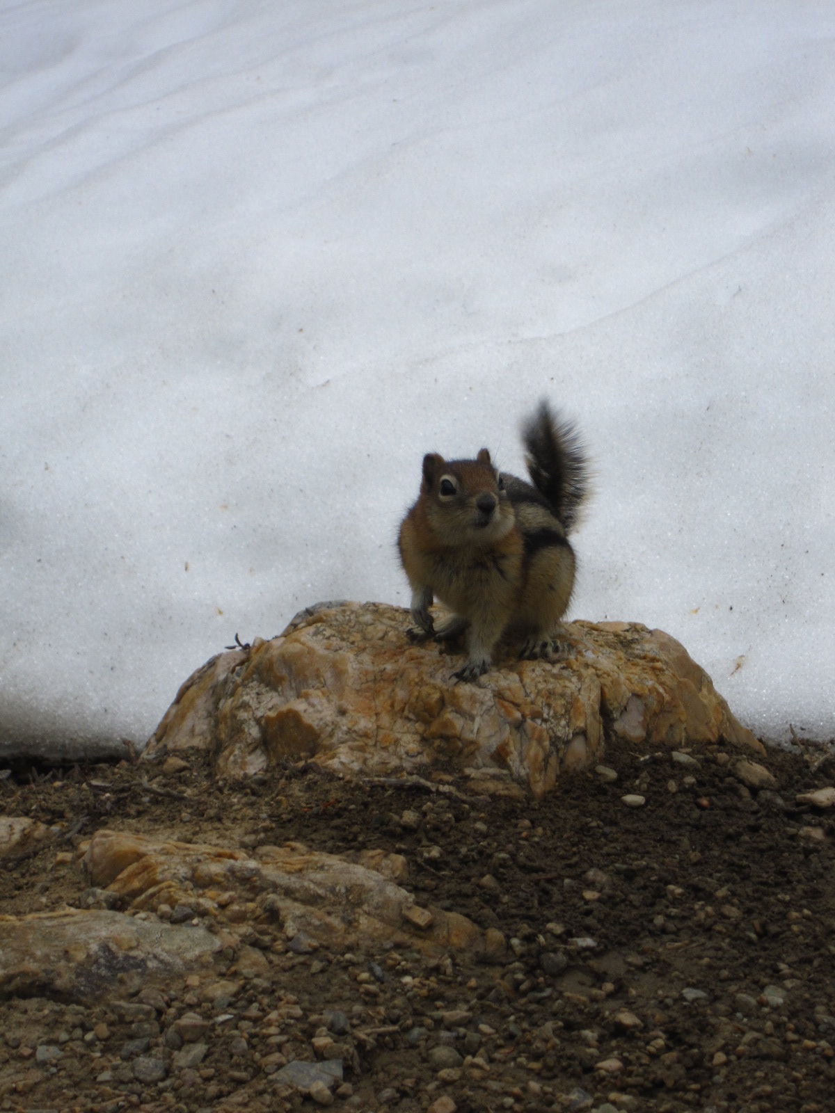 Risu Banff Squirrel`s Nest Bed & Breakfast