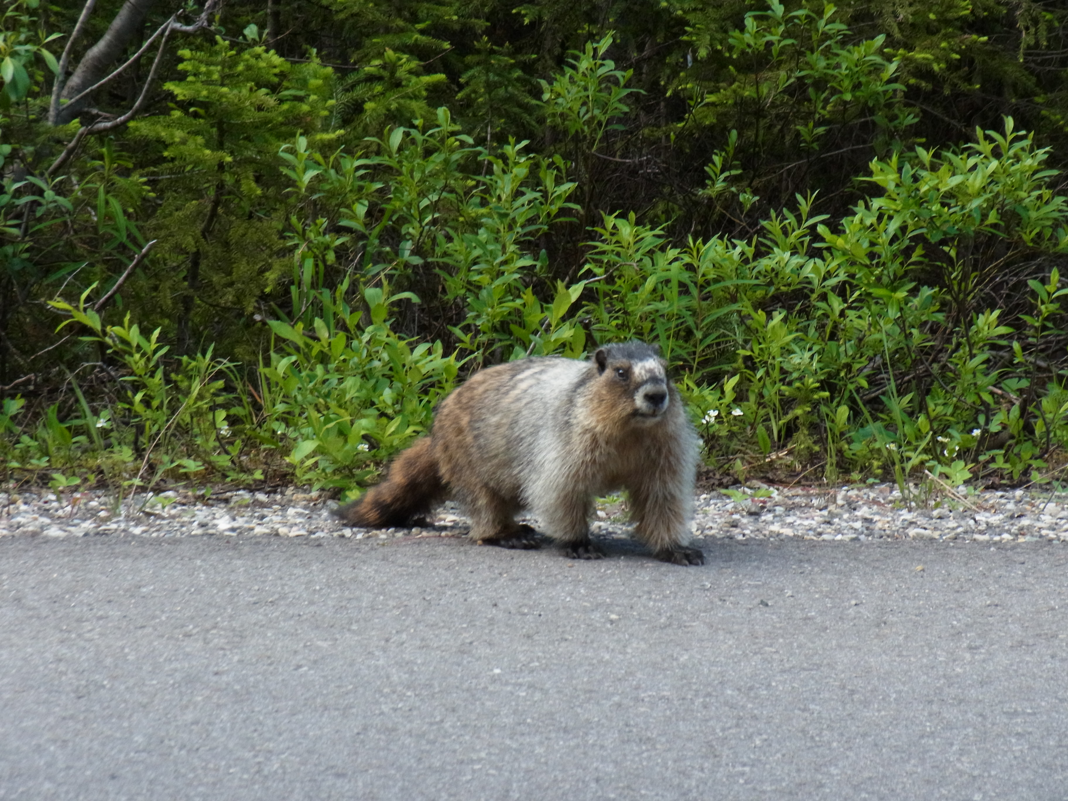 Marmot Banff Squirrel`s Nest Bed & Breakfast